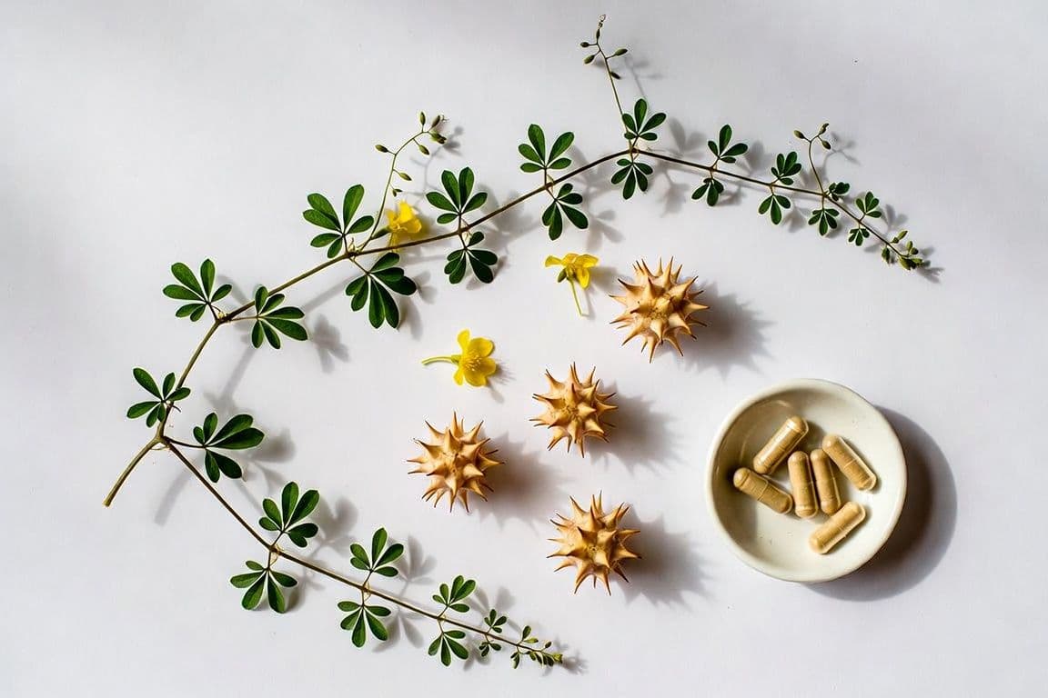 Tribulus terrestris plante médicinale santé masculine Tribulus terrestris plante médicinale santé masculine
